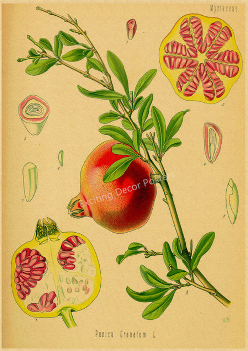 Póster Retro de estudio de flores de plantas, impresiones botánicas, carteles de papel Kraft