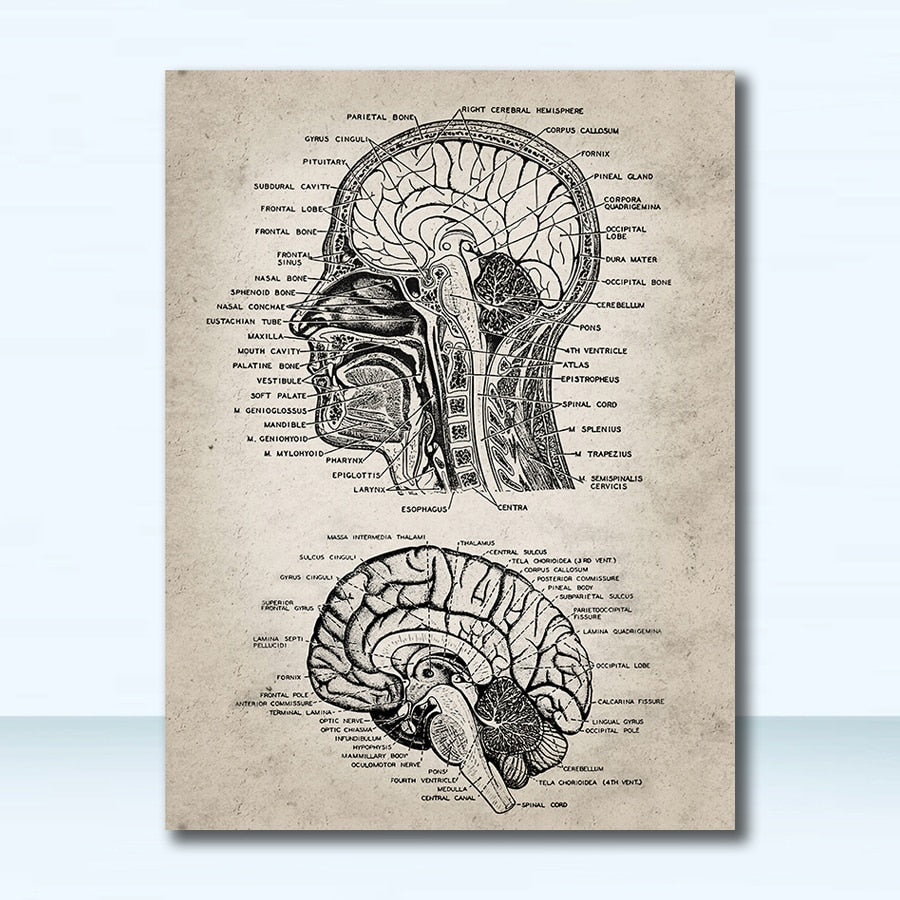Neuroscience Human Anatomy Painting Doctors Office Wall Art Decor Vintage Human Head And Brain Anatomy Canvas Art Prints