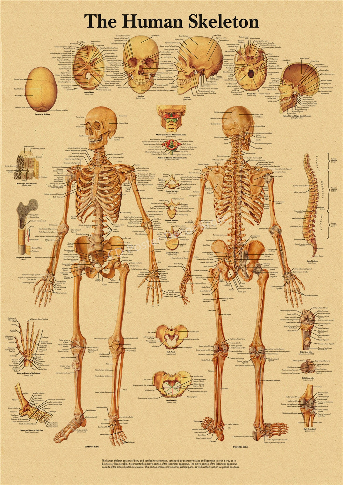 The Body Structure Retro Poster Anatomy and Physiology Kraft Paper Skeleton Posters Home Medical Room Decor Art Wall Painting